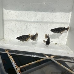 メダカ　令和ブラックダイヤの画像
