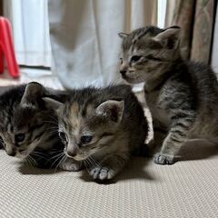 子猫を差し上げます。（子猫を三匹保護しました。）