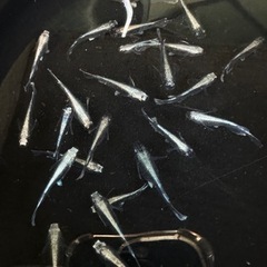 メダカ　ブラックモルフォ亜種の画像