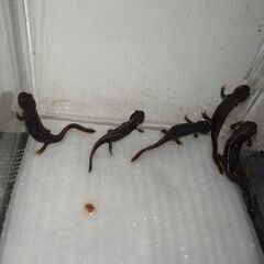 【値下げ】オキナワシリケンイモリ幼体5匹（上陸済み、人工餌OK、送料込）#202407の画像