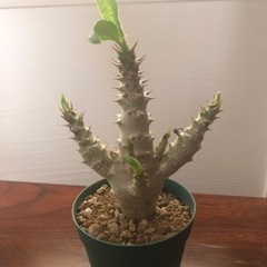 パキポディウム ウィンゾリー