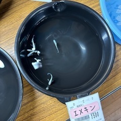 各種メダカの画像