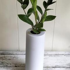 【💖Thankyou💖】ザミオクルカス（7本だち）🌿/観葉植物