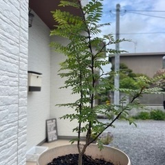 山椒の木☆ガーデニングの画像