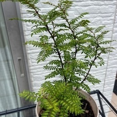 山椒の木☆ガーデニングの画像
