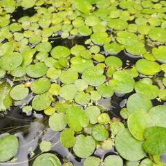 水草