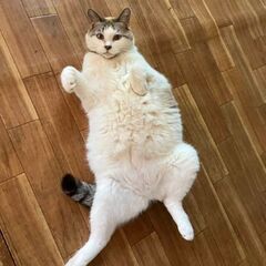 飼い猫を探してます