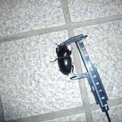 本土ヒラタクワガタ78mm♂1,♀42mm冬越し個体の画像