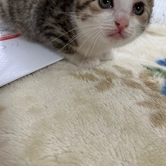 かわいいキジシロちゃん