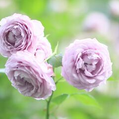 5月25日（土）なばなの里　バラ園　ライトアップ　「東海平日もカメラ部」よりお知らせ - 岡崎市