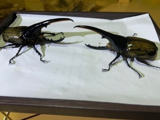 ヘラクレスオオカブト　オス二頭