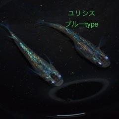2024.8月3日更新　メダカ、その他生き物販売　　の画像