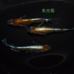 2024.8月3日更新　メダカ、その他生き物販売　　の画像