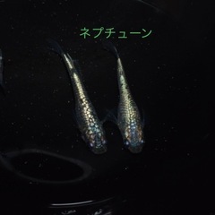 2024.8月3日更新　メダカ、その他生き物販売　　の画像