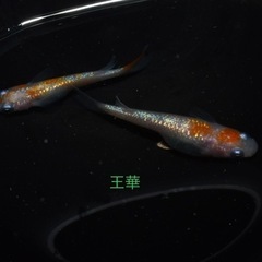 2024.8月3日更新　メダカ、その他生き物販売　　