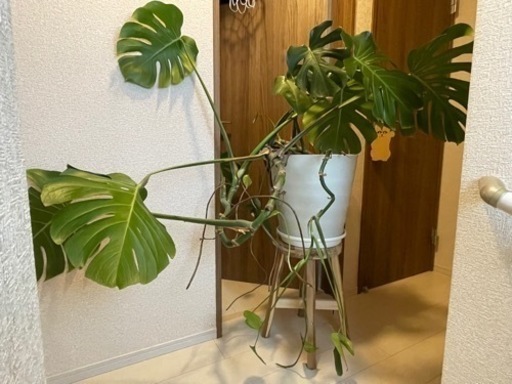 モンステラ(観葉植物)
