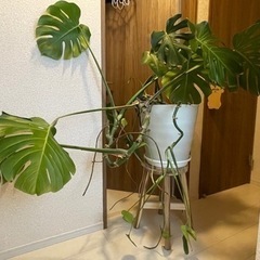 モンステラ(観葉植物) 