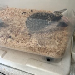 ハリネズミ生後2~3ヶ月弱・1匹です