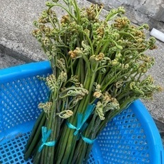 青森県産 天然わらび 900グラム