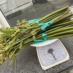 青森県産 天然わらび 900グラムの画像