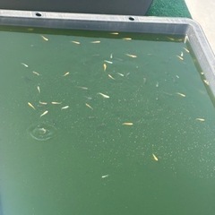 早い者勝ち　説明必読　ミックスメダカ　何匹でも可　の画像