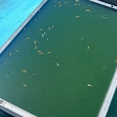 早い者勝ち　説明必読　ミックスメダカ　何匹でも可　の画像