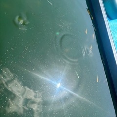 早い者勝ち　説明必読　ミックスメダカ　何匹でも可　の画像