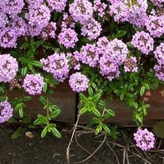 この紫の花の名前を教えてください