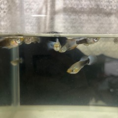 グッピー タキシード オス 3匹の画像