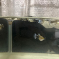 グッピー タキシード オス 3匹