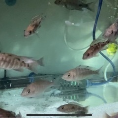 アフリカンシクリッド　熱帯魚　