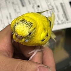 迷子のセキセイインコ　見かけませんでしたでしょうか。