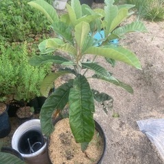 ビワ(琵琶)苗木　実生苗