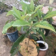 ビワ(琵琶)苗木　実生苗の画像