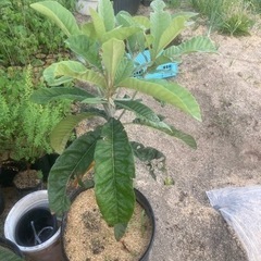 ビワ(琵琶)苗木　実生苗の画像