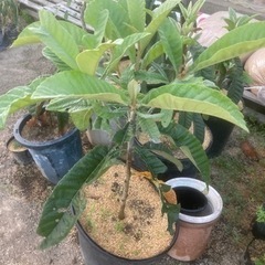 ビワ(琵琶)苗木　実生苗の画像