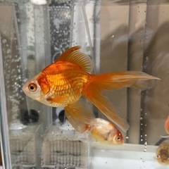 金魚　　リュウキン