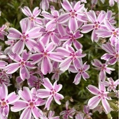 芝桜🌸