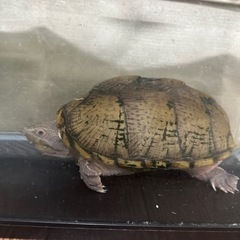 カブトニオイガメ🐢里親さん募集！！