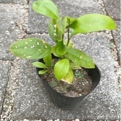 レモン　2芽🍋
