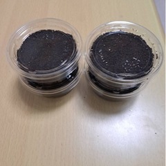 アカアシクワガタ幼虫
