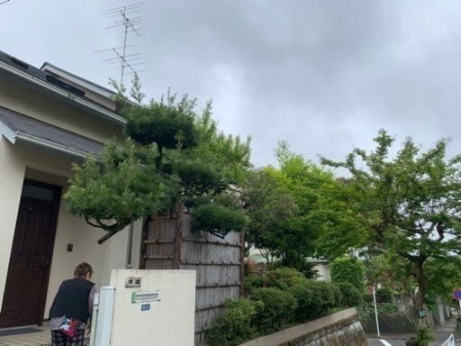 庭木のお手入れ