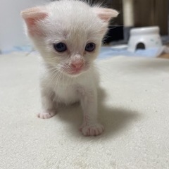 垂れ耳ちゃん（問い合わせ多数一時停止）