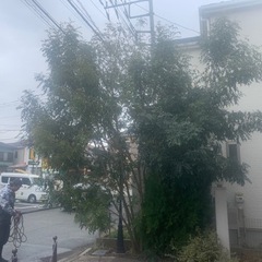 お庭お手入れ