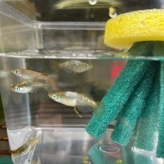 名前を教えて下さい。