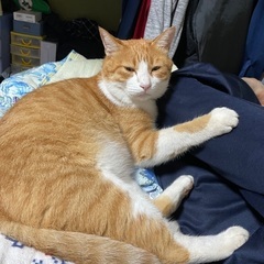茶白虎の猫探してます/8月19日無事に見つかりました！