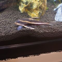 【熱帯魚】シノドンティス・ペトリコラとホワイトライントーキングキャット