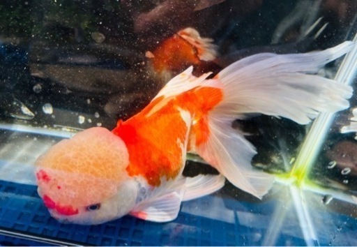 金魚、ジャンボオランダ　有名な長洲産