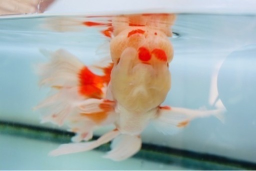 金魚、ジャンボオランダ　有名な長洲産　
