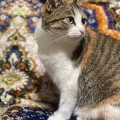 三毛猫　行方不明　助けてください